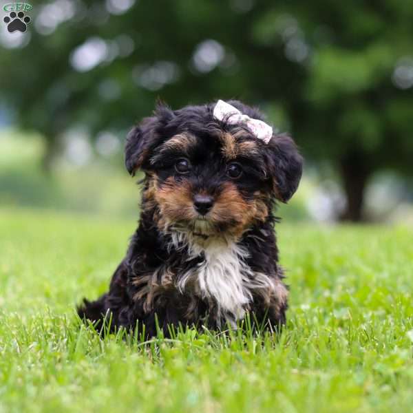 Jewel, Yorkie Poo Puppy